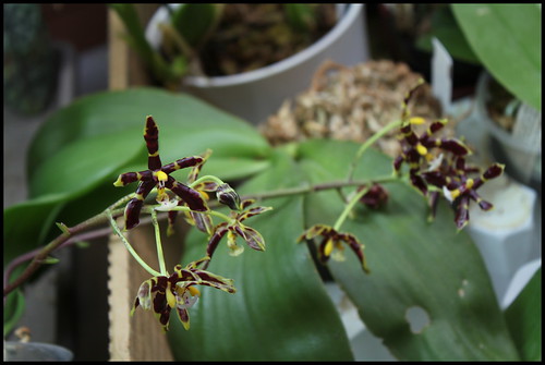 Phalaenopsis mannii Black 21311748711_64aec2cba8