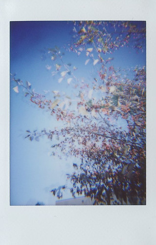 fall_2015_leaves_doubleexposure | by Judy M. Boyle