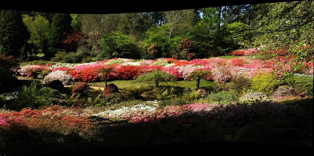 The Kurume Bowl At Nrg National Rhododendron Garden At It Flickr
