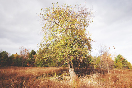 ontario canada tree fall nature automne landscape nikon wideangle paysage arbre grandangle