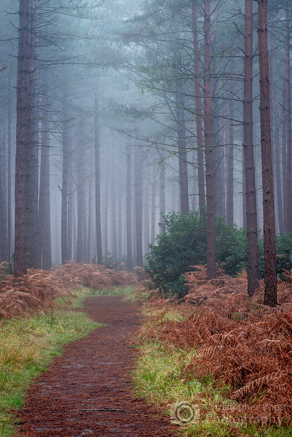 Pines - Ash Surrey