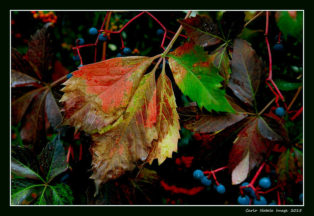 Autumn colours - 12