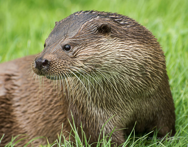 Otter - British Wildlife Centre (0376)