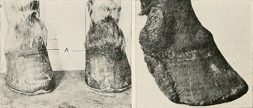 Image from page 185 of "Common diseases of farm animals" (… | Flickr