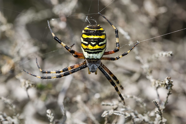 Wasp Spider RSPB Sandy Sep 2015