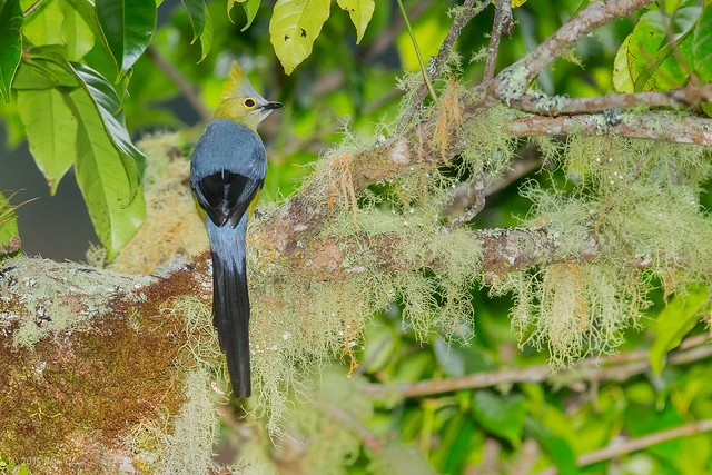 Long-tailed silky-flycatcher