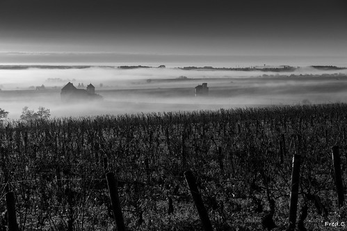 france vineyard noiretblanc burgundy bourgogne vignes brouillard brume vougeot