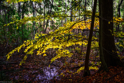 autumn fall leaves october conservation greenwood beech 2015 d610 beechleaves americanbeech greenwoodconservationarea briandtucker october2015