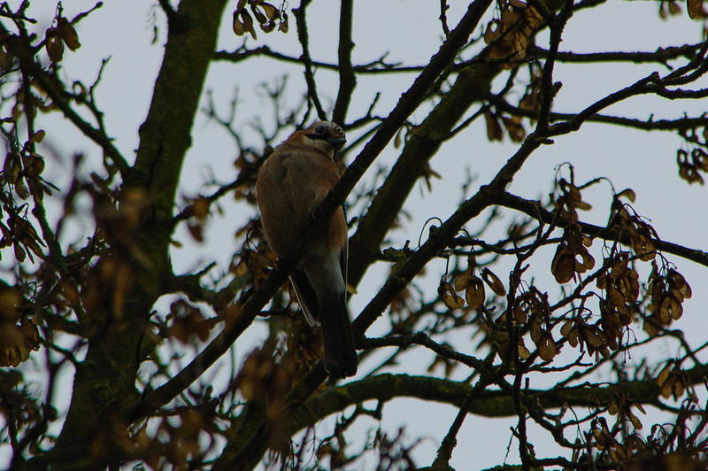 Jay eating sycamore seeds