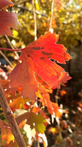 November | by odintsova06