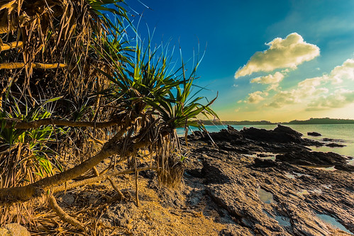 rock summer seashore palm tree clouds seascape sea evening japan okinawa palmtree 名護市 沖縄県 日本 jp