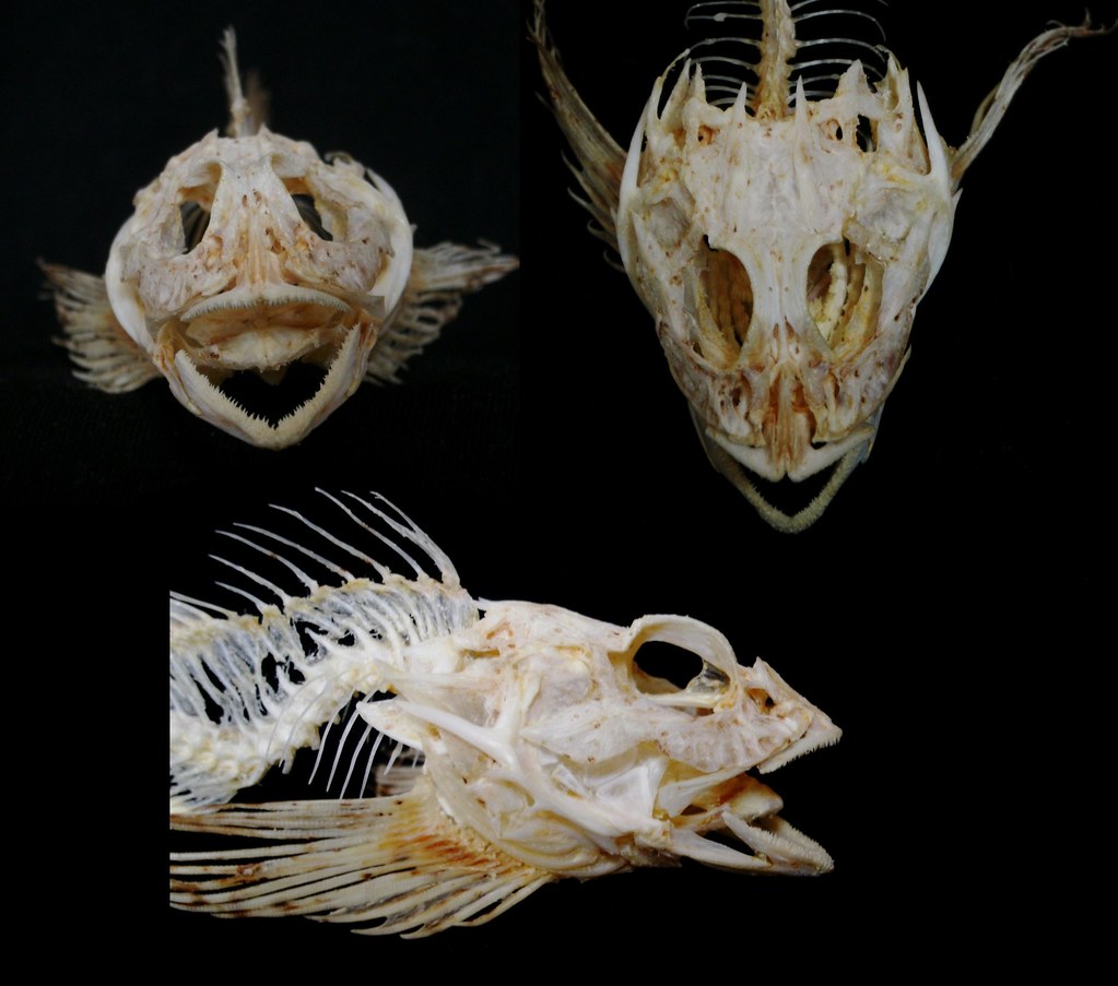 Crâne de Chabot Buffle / Longspined Bullhead Skull (Taurulus_bubalis)