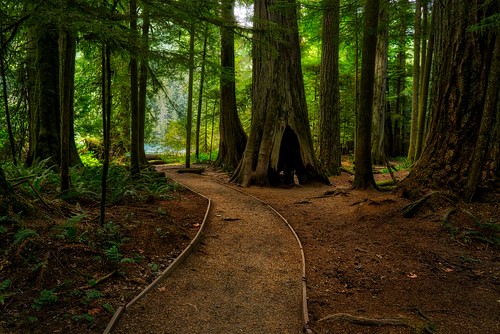 park ca travel trees canada forest path britishcolumbia vancouverisland cathedralgrove landscapephotography sonyalpha nanaimof