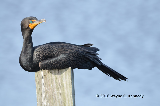 Double-crested Cormorant on pole at Circle B Bar