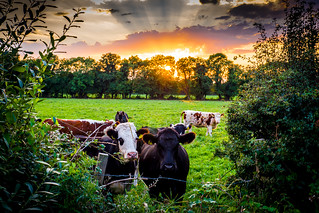 Cows at Sunet