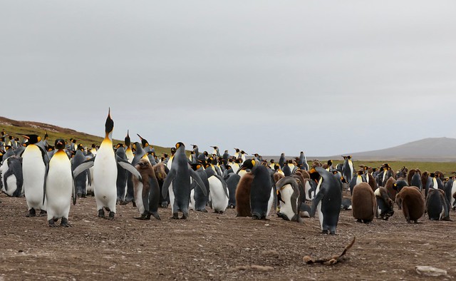 King Penguin Colony Volunteer Point Falkland Islands