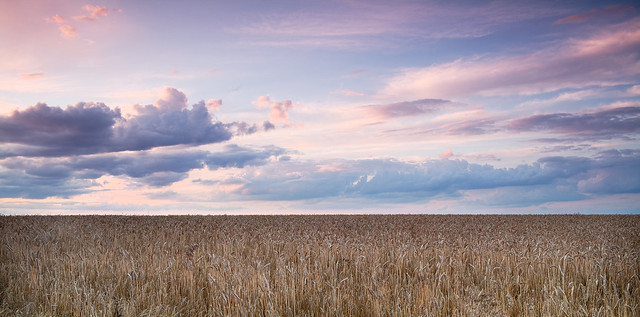 Wheat Field Last Light