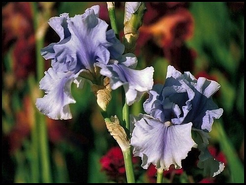 Floraisons de nos Iris barbus 2013 - Page 6 20730004153_e7a9c7f5a6