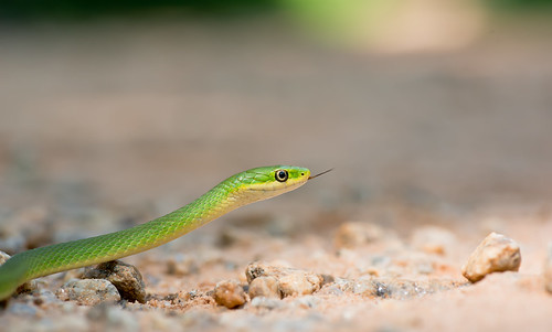 Rough Green Snake | by cre8foru2009