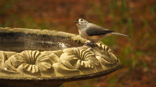 tufted titmouse | OLYMPUS DIGITAL CAMERA | carlinsc | Flickr