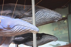 Taronga Zoo - Humpback Whale models