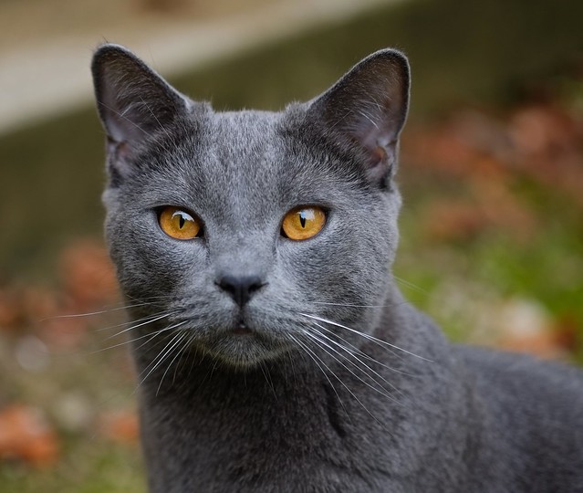 Portrait of a cat - Goldeneye