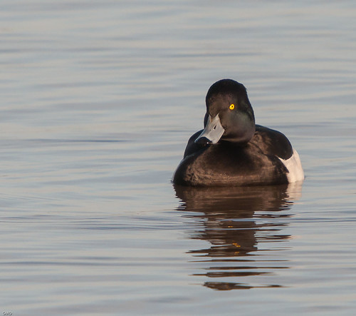 Tufted Duck - Slimbridge WWT | by wryneck94