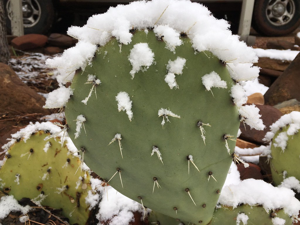 The Obligatory Snow on Cactus Photo
