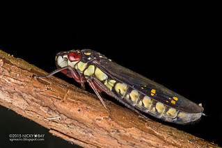 Leafhopper (Egidemia inflata) - DSC_0401
