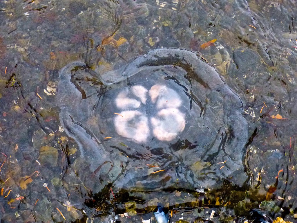 Jellyfish At The Shore