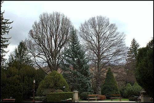 (43) Les arbres du Jardin Vinay (Le Puy-en-Velay) 21971978093_c66eb7f764