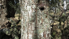 Acacia ingramii  bark