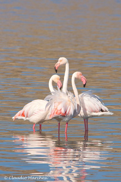 IMGP4036 Flamingos