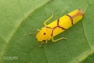 Leafhopper (Sailerana cf. solitaris) - DSC_3348