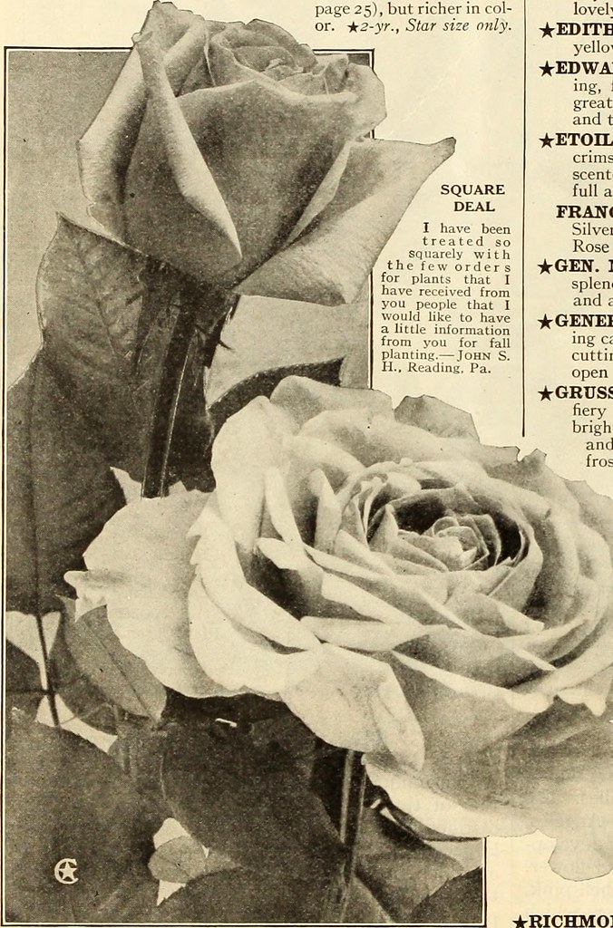 Image From Page 13 Of The Conard Jones Co Roses 1921 Flickr
