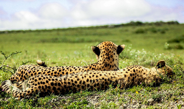 Cheetah View