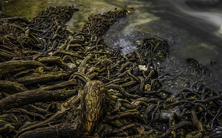 Knots - Roots and Knees of the Bald Cypress