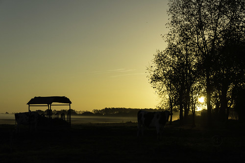 soleil sunrise vaches cows