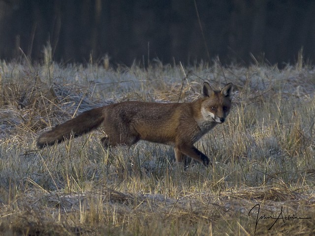 Red Fox at Nene Park