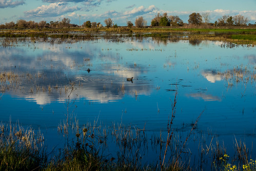 ca california wetland elkgrove americancoot centralcaliforniavalley afternoon aquaticbird outdoor cosumnesriverpreserve waterfowl park galt unitedstates us