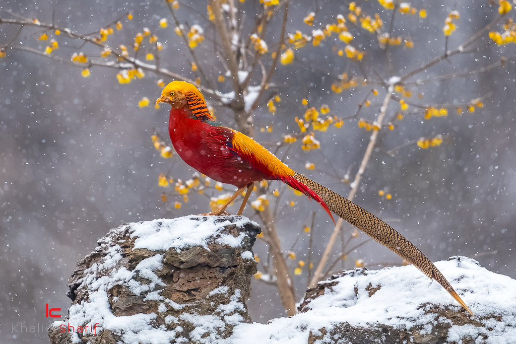 Golden Pheasant  - Most Beautiful Birds in the worlds