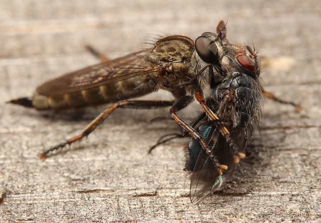 IMG_2840 Robber fly with prey
