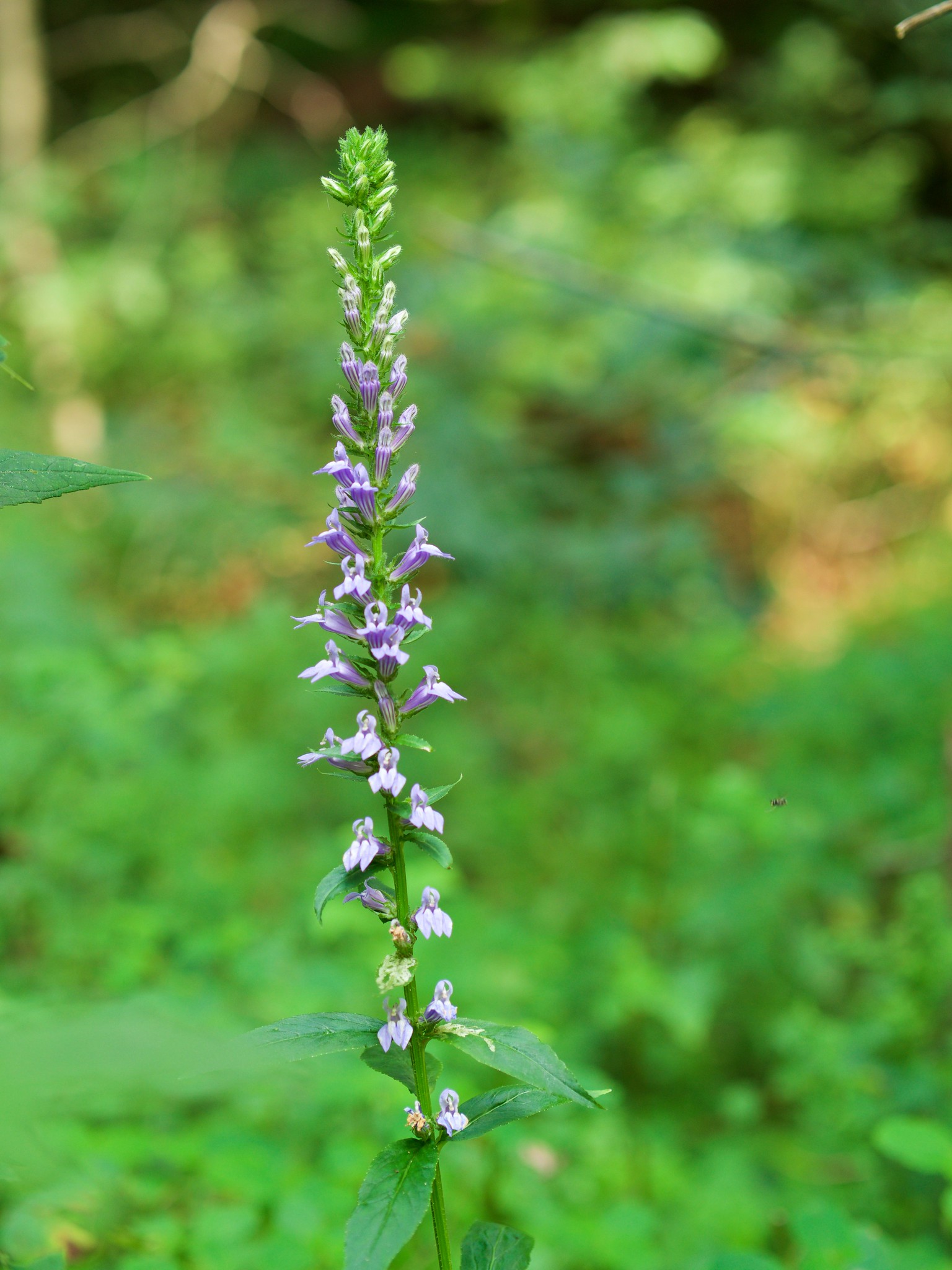 Clifton Gorge State Nature Preserve