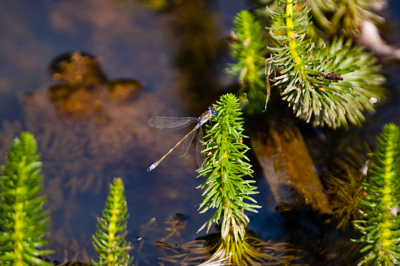 Blue-tailed damselfly, perching