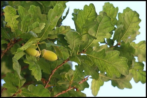 Quercus pedonculatus - chêne pédonculé 22574150216_7e4c06a26d