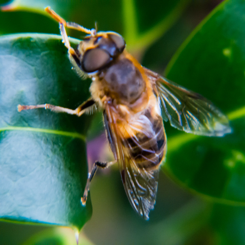 Hoverfly resting on holly leaf