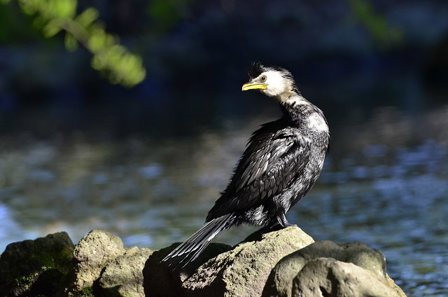 Little pied cormorant on a rock