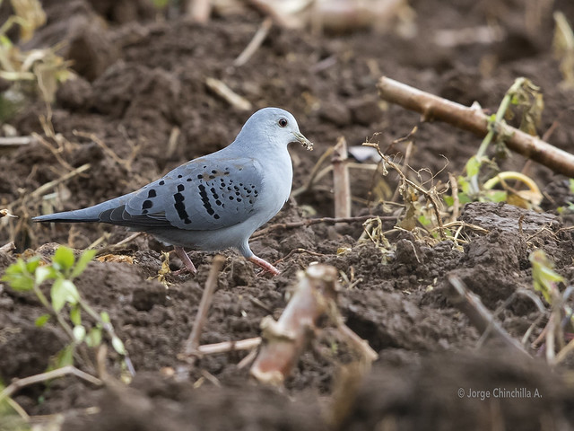 Blue Ground-dove (Claravis pretiosa)