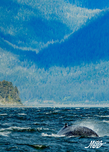 Whale Watching, Juneau
