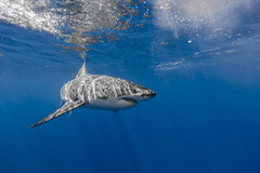 Great white shark at the surface
